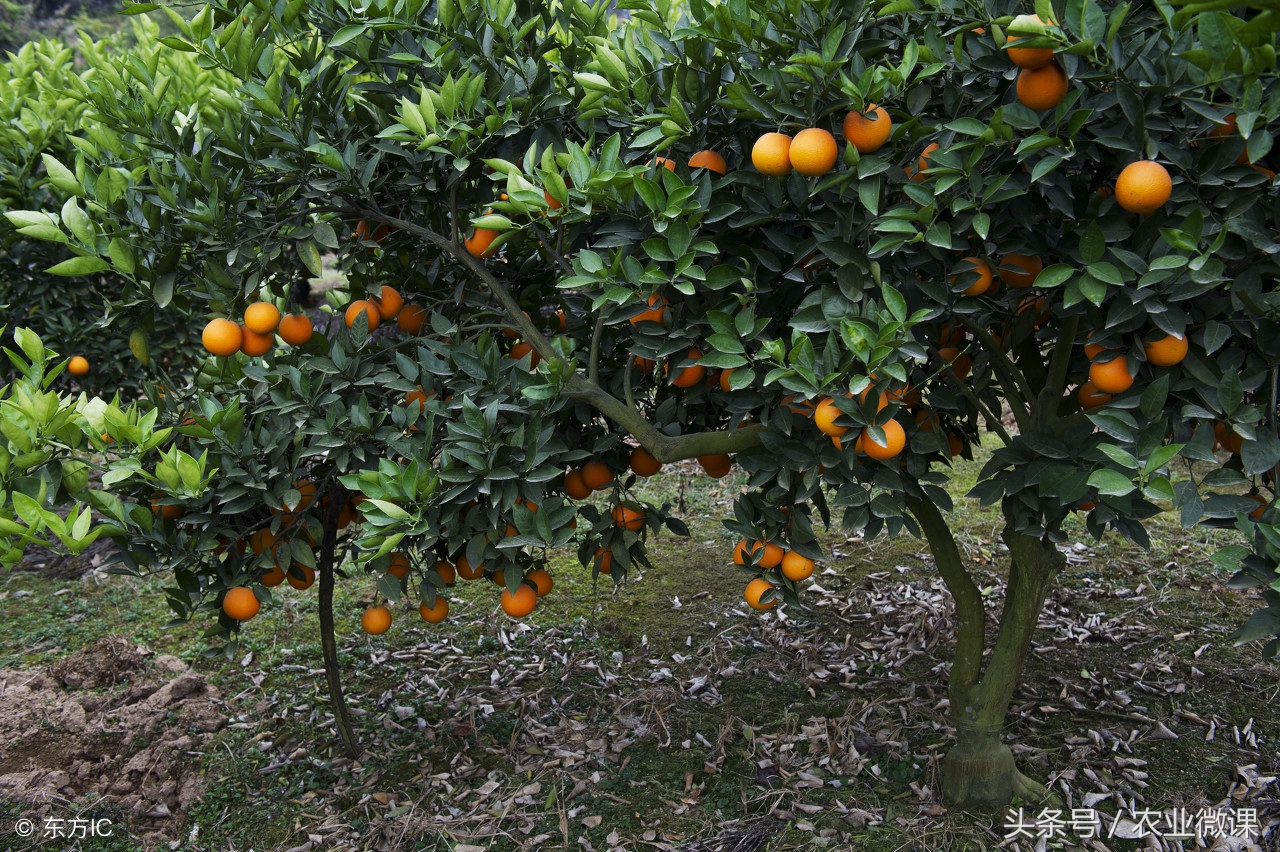 柑桔定植,柑桔移栽怎样生根