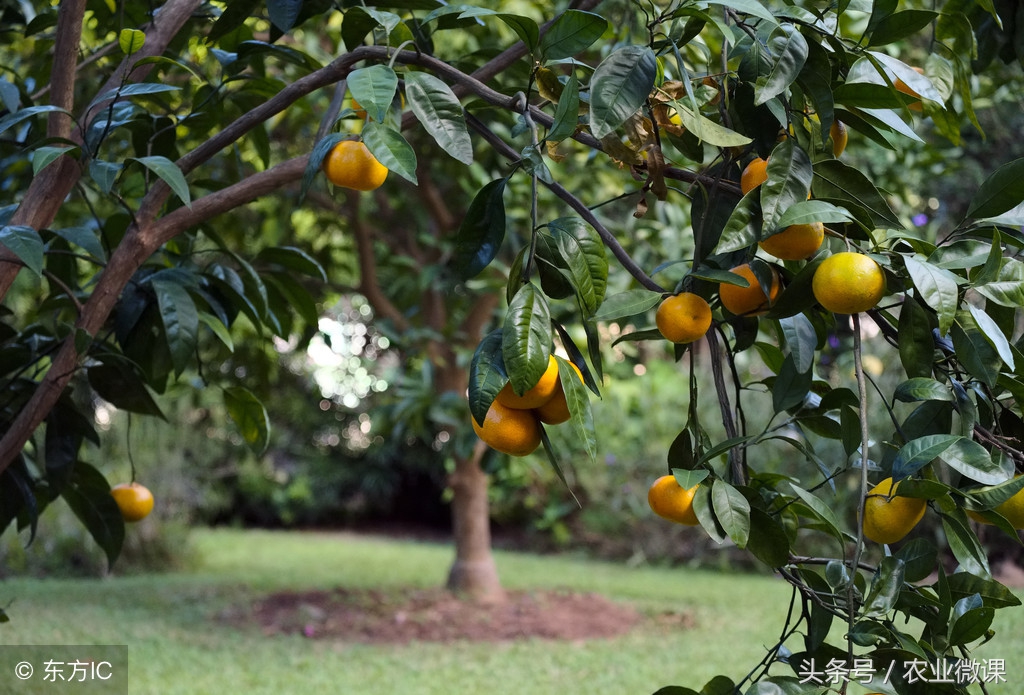 柑桔定植,柑桔移栽怎样生根