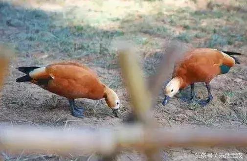 武汉春节新玩法,有一种过年叫宅在家里