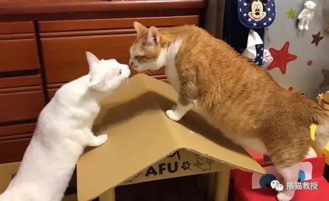 美了!胖猫竟然爱上了敷面膜