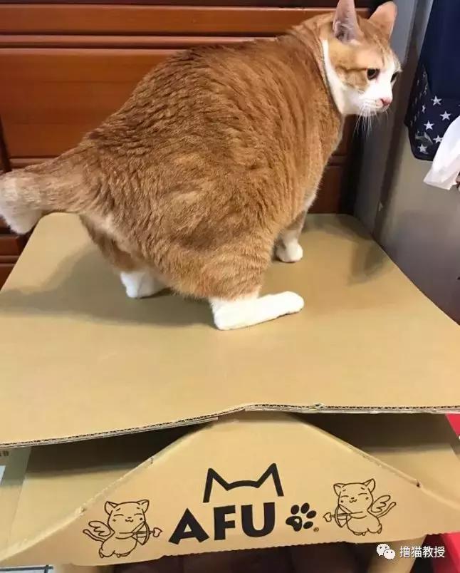 美了!胖猫竟然爱上了敷面膜