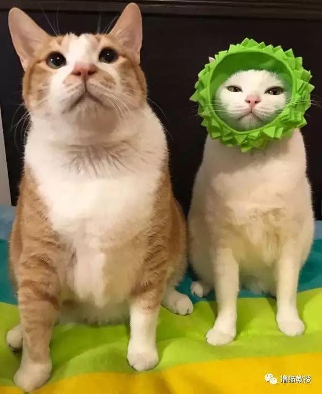 美了!胖猫竟然爱上了敷面膜