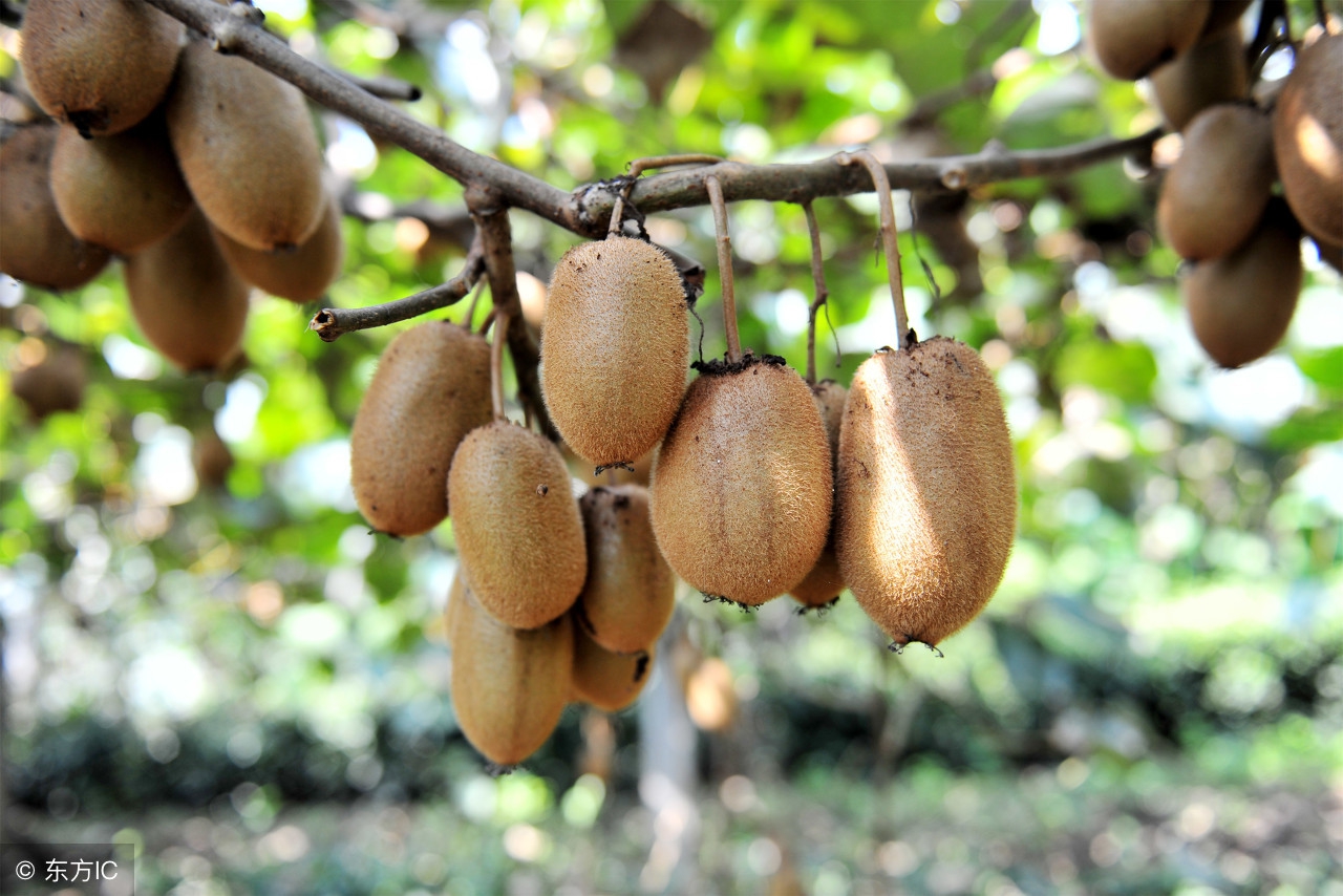 大别山新县原始森林,大别山儿时的味道野刺果