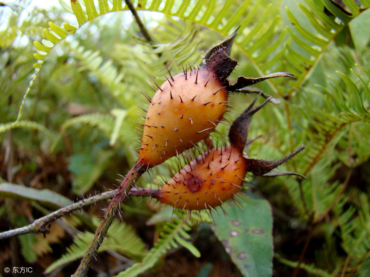 大别山新县原始森林,大别山儿时的味道野刺果