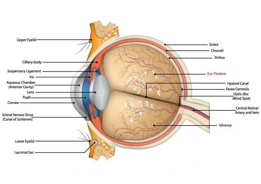 眼睛里好多飞蚊症是怎么回事,眼睛有黑影飘动是飞蚊症怎么治疗