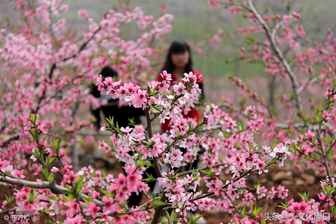 文化周口|河南周口淮阳县曹河乡