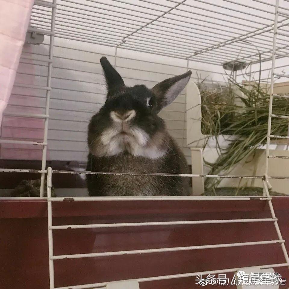 哪种兔笼比较好,兔笼有几种款式