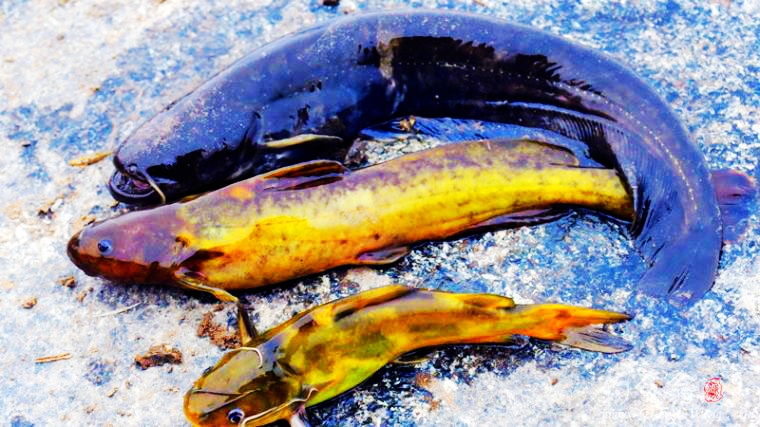 野钓意境图,意境泛舟钓鱼图