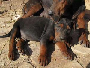 优秀品种德牧幼犬,国产顶级大型莱州红犬