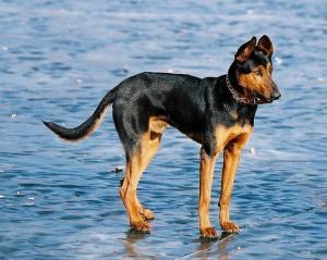 优秀品种德牧幼犬,国产顶级大型莱州红犬