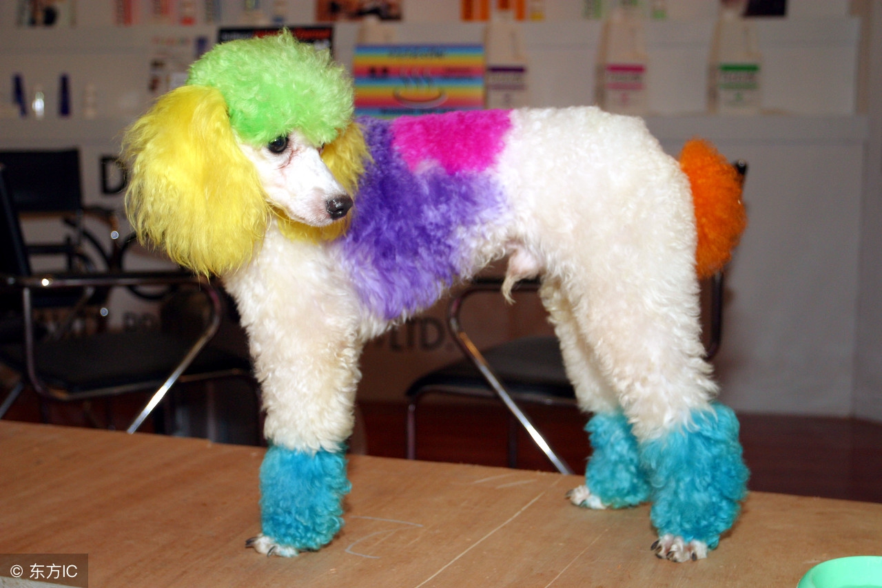 狗狗染色差点导致失明,隐藏在宠物染色剂下的伤害