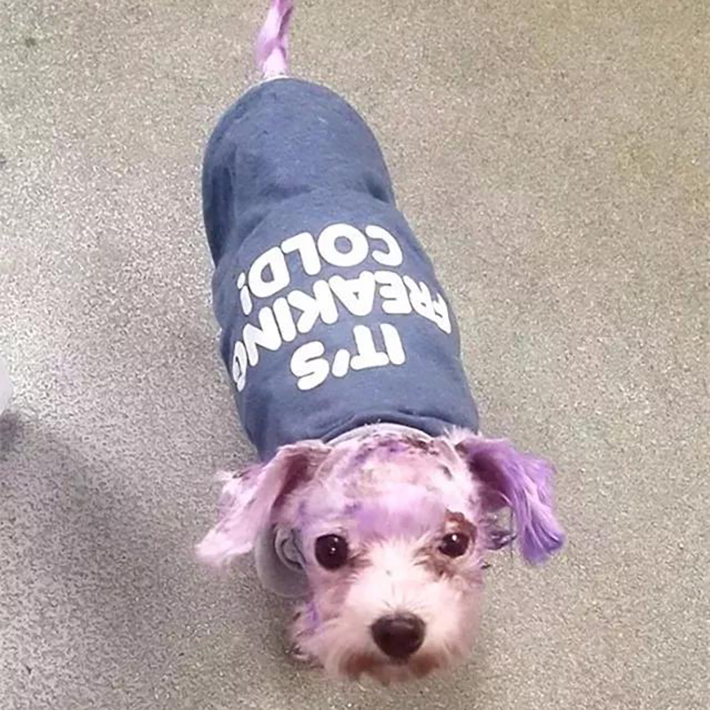 狗狗染色差点导致失明,隐藏在宠物染色剂下的伤害