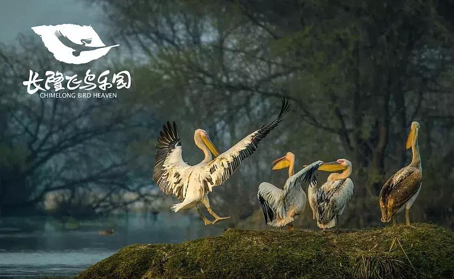 现在去广州长隆度假区旅游攻略,史上最全广州长隆度假区旅游攻略