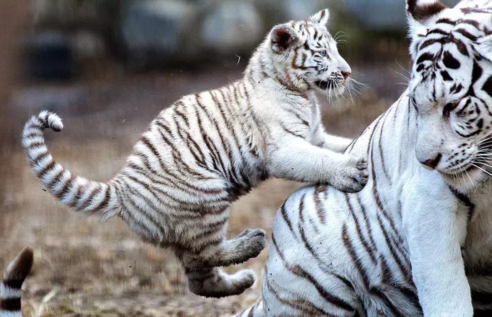 现在去广州长隆度假区旅游攻略,史上最全广州长隆度假区旅游攻略