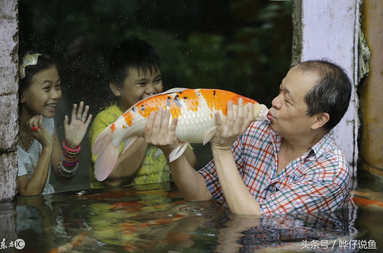 下班到家喂鱼,下班回家喂龙鱼