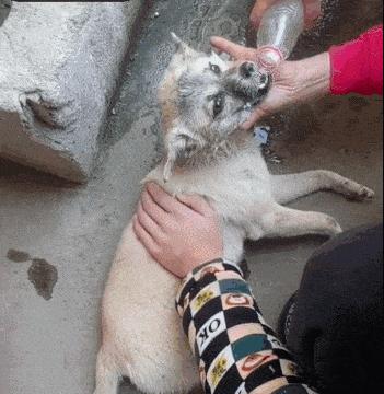 狗狗食物中毒怎么解毒,狗狗庆大霉素中毒怎样解毒