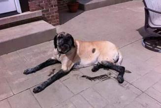 当狗狗在家门口一有人就乱叫,当狗狗害怕一件东西都有什么表现