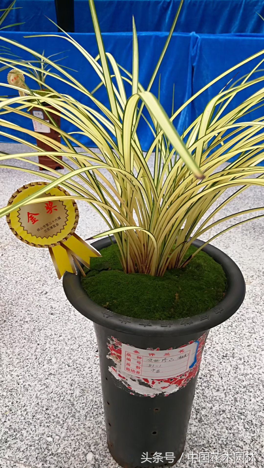 保山兰展特金奖兰花图片,保山市最大的兰花博览会