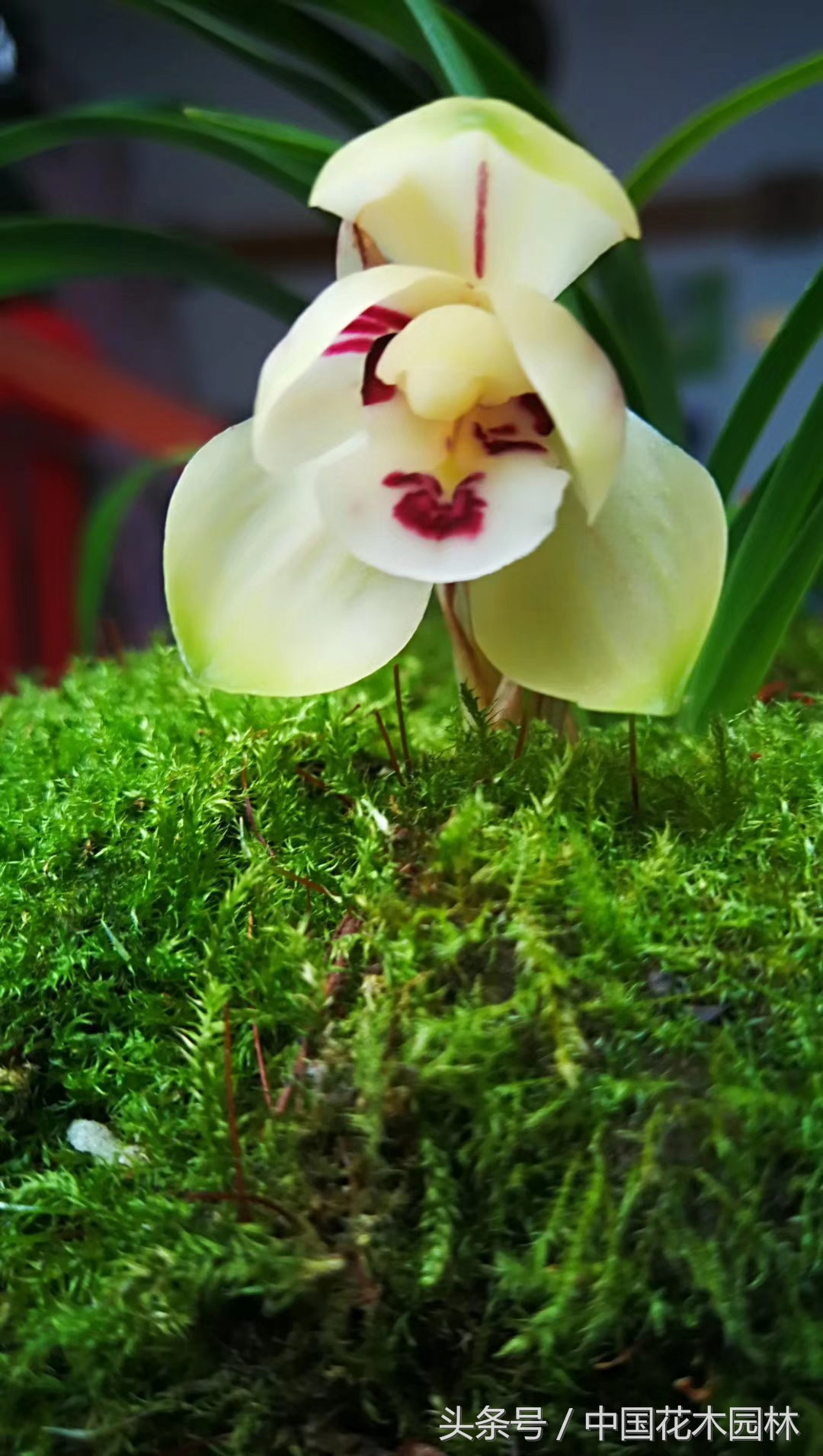 保山兰展特金奖兰花图片,保山市最大的兰花博览会