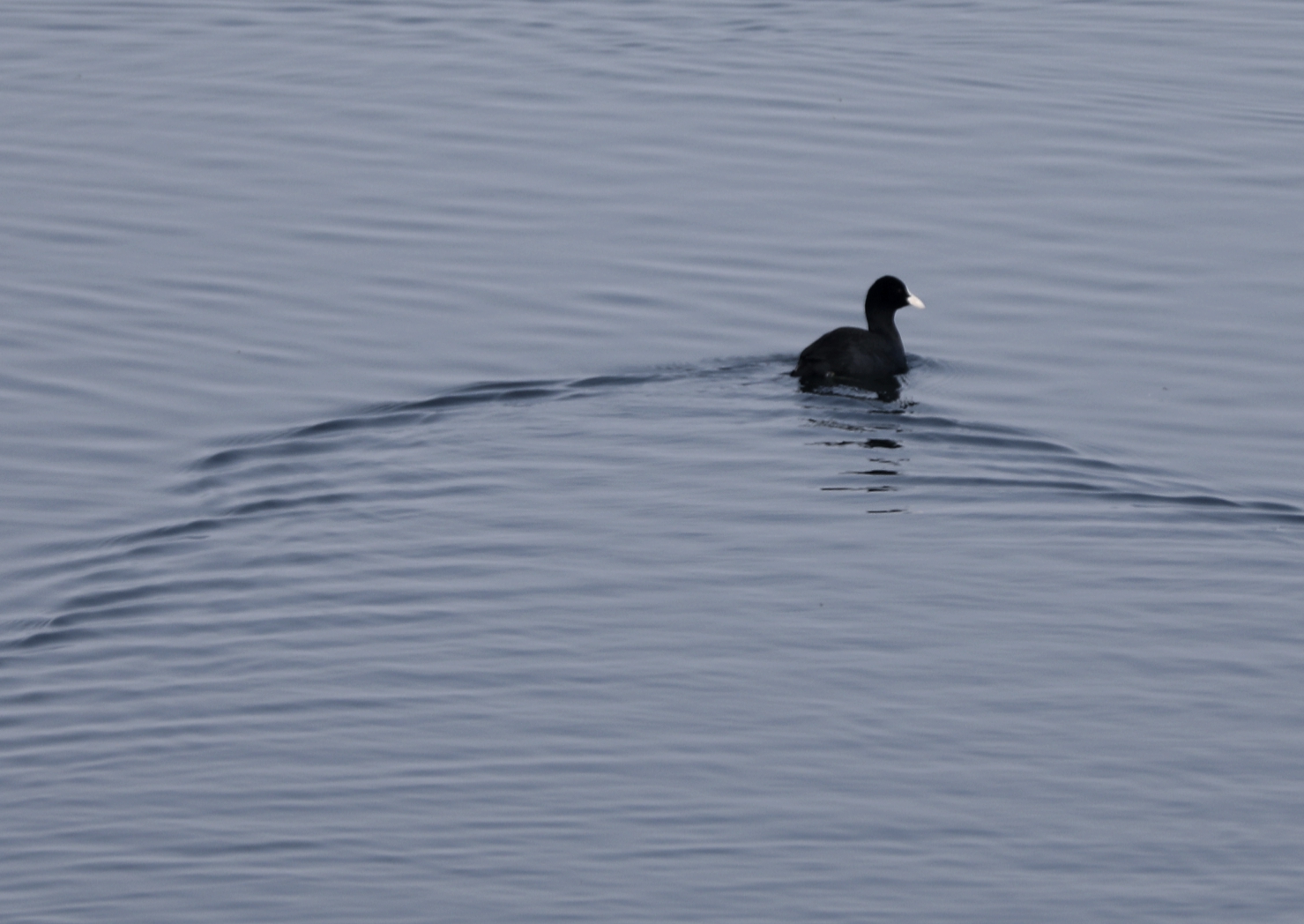 宿州市仙女湖,宿州天鹅湾湖