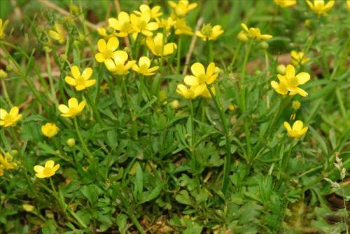 了解药材市场行情走势,药材市场行情预测最新消息