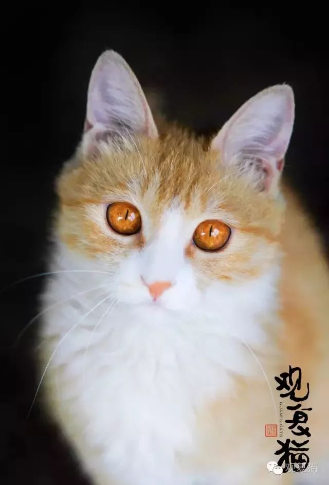 喵星人的江湖完整版,猫的江湖地位