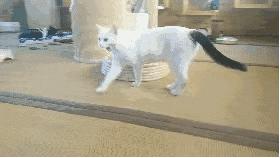 喵星人的江湖完整版,猫的江湖地位