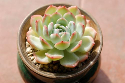 怎样养多肉植物吸甲醛,多肉植物可以吸附甲醛