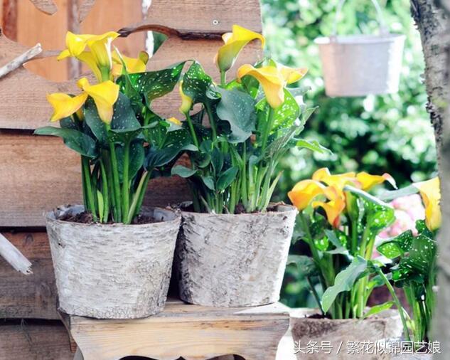 马蹄莲也是特别漂亮的盆栽花卉,马蹄莲切花的养殖方法
