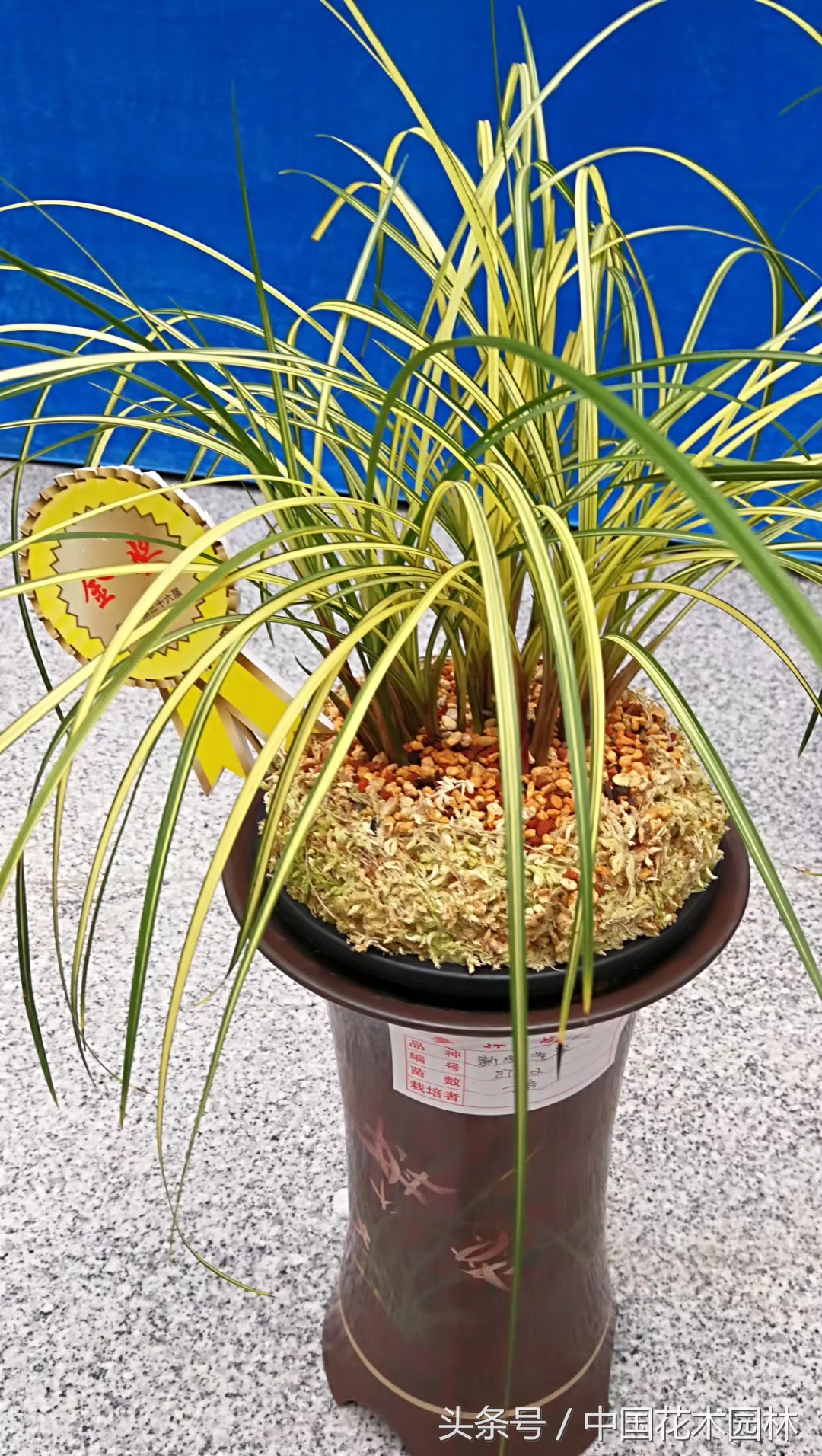 保山兰展特金奖兰花图片,保山市最大的兰花博览会