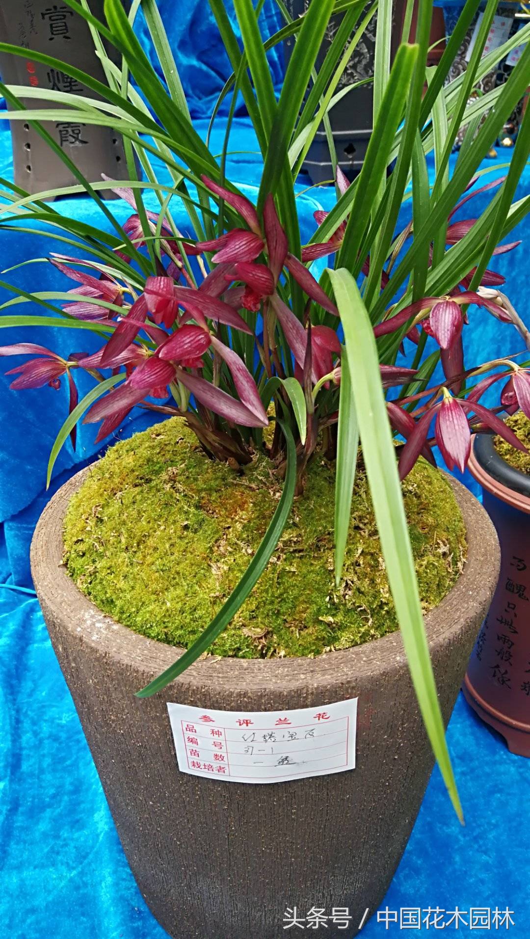 保山兰展特金奖兰花图片,保山市最大的兰花博览会