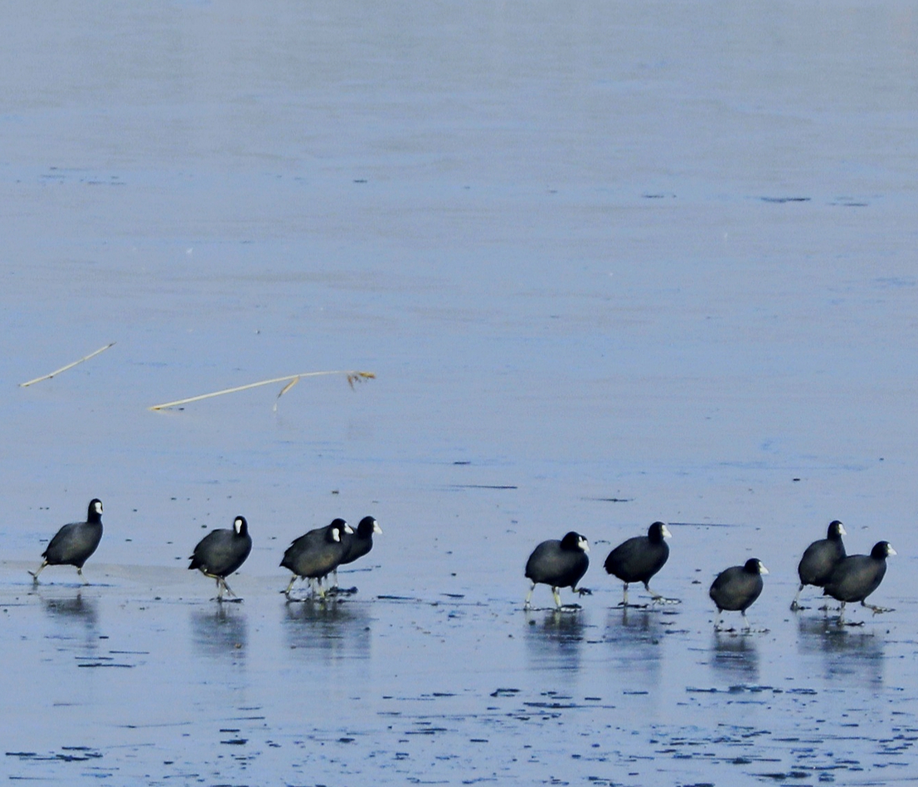 宿州市仙女湖,宿州天鹅湾湖