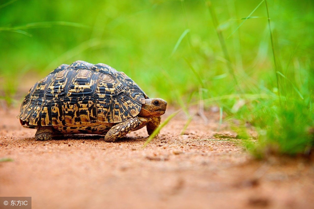 观赏性小乌龟的饲养方法,宠物乌龟的养殖方法和注意事项
