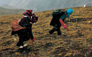 冬虫夏草功效什么中药可以代替,秋冬进补冬虫夏草