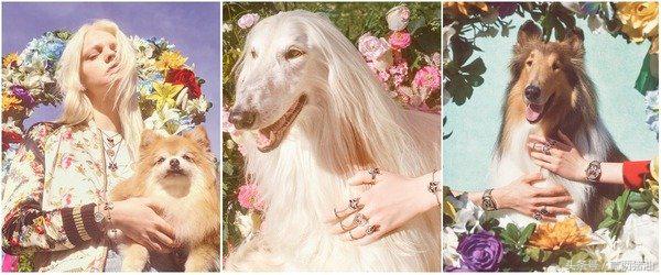 Gucci、LV、小CK狗年汪星人大集合!快把时尚汪们带回家