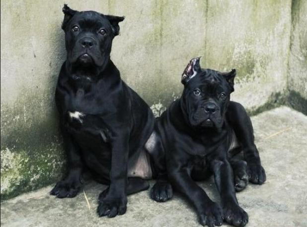 卡斯罗犬最好的颜色和体型,卡斯罗犬多大了才有攻击力