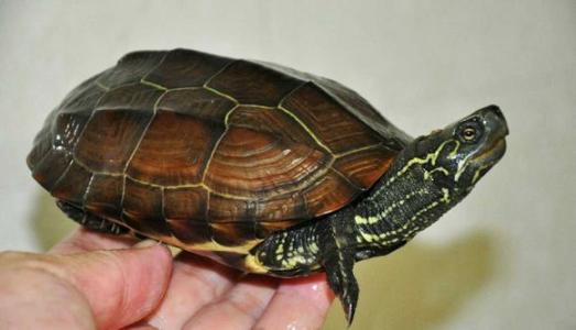 乌龟出眠时的正确方法,乌龟出眠的正确方法