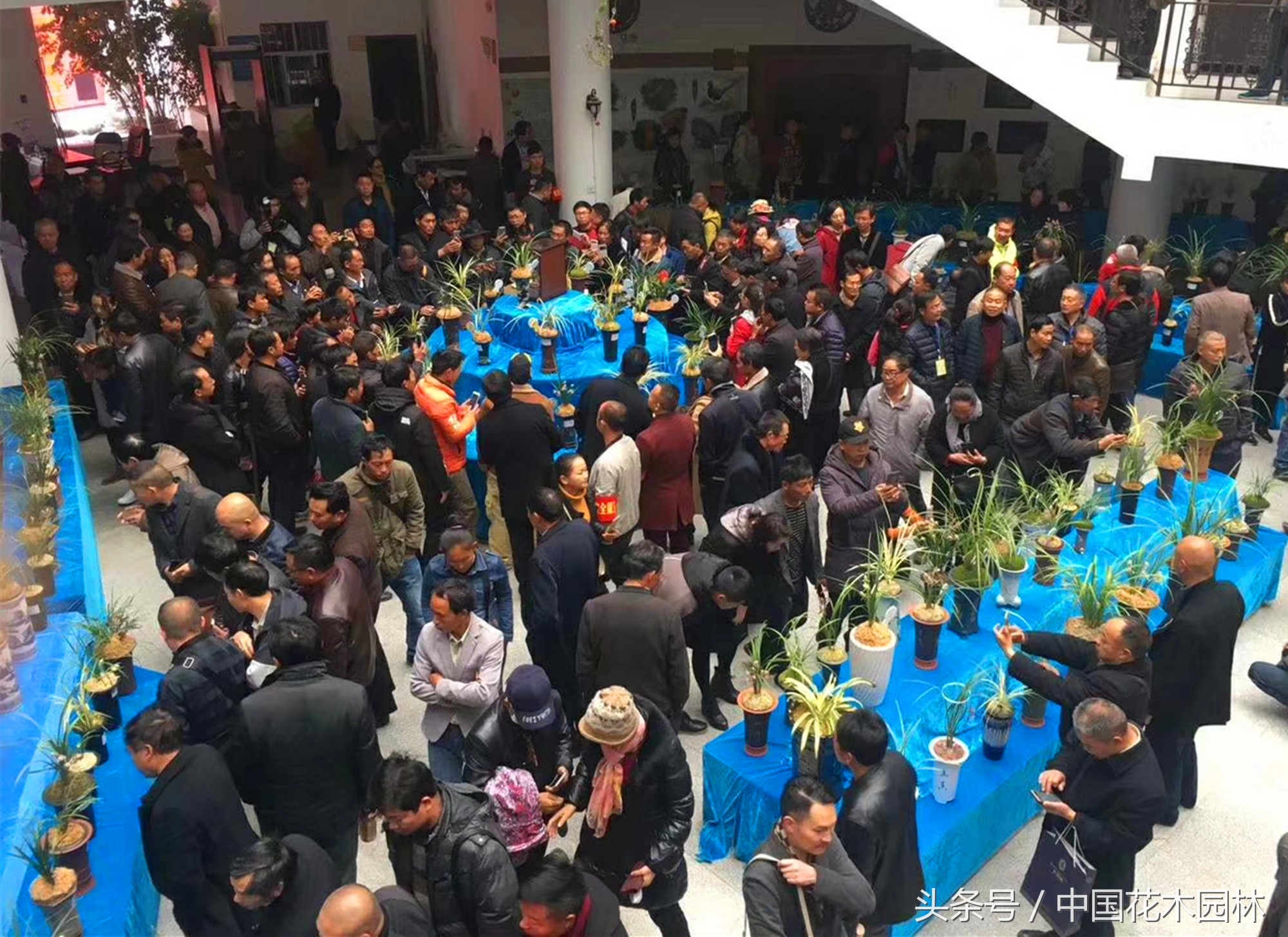 云南保山市兰花展,保山市第三十六届兰花博览会地址