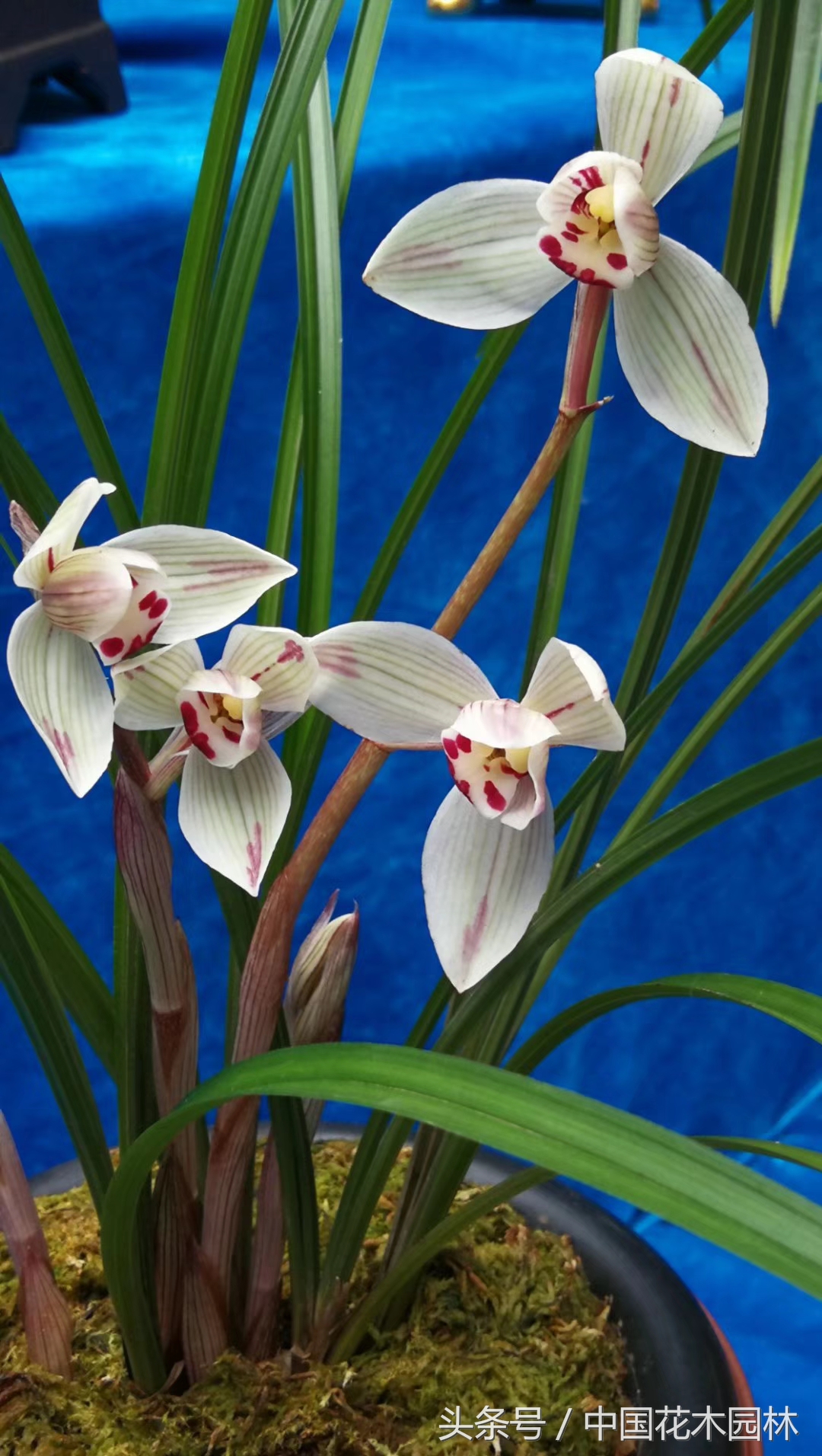 保山兰展特金奖兰花图片,保山市最大的兰花博览会