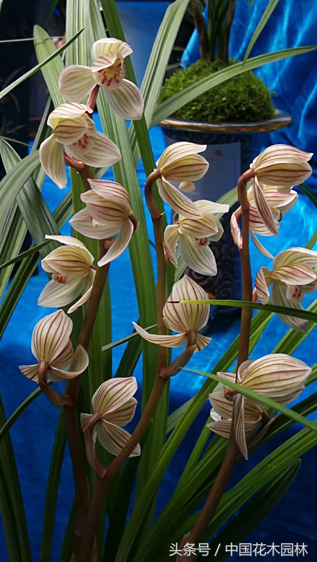 保山兰展特金奖兰花图片,保山市最大的兰花博览会