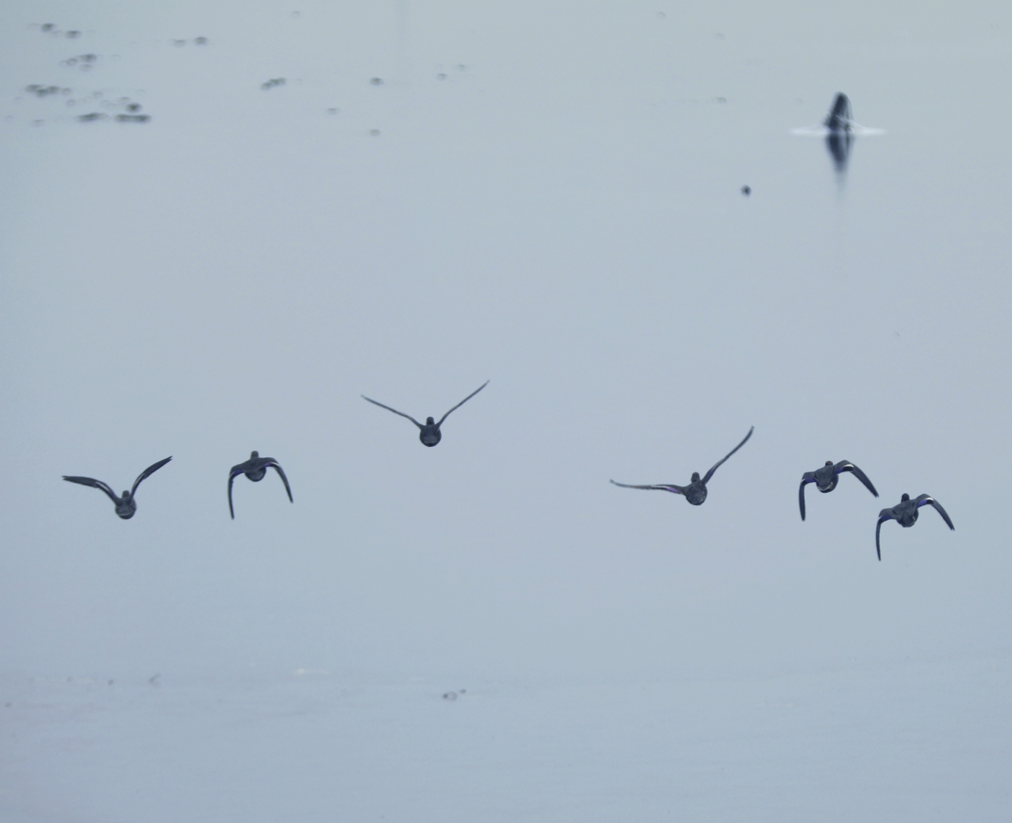 宿州市仙女湖,宿州天鹅湾湖