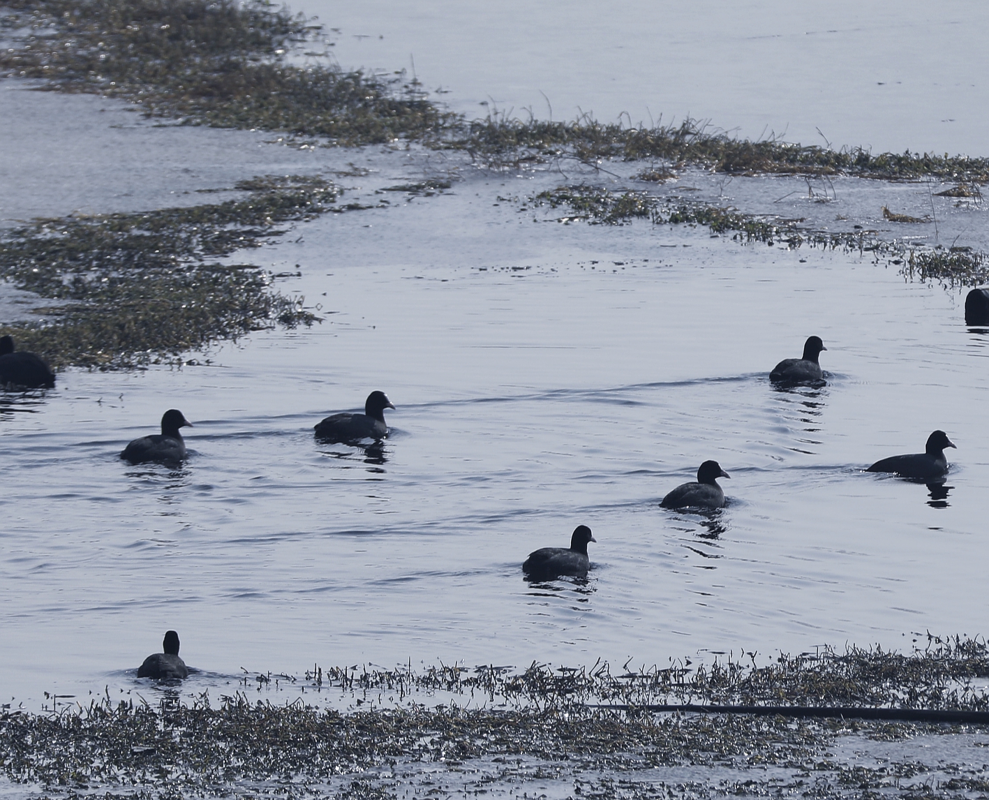 宿州市仙女湖,宿州天鹅湾湖