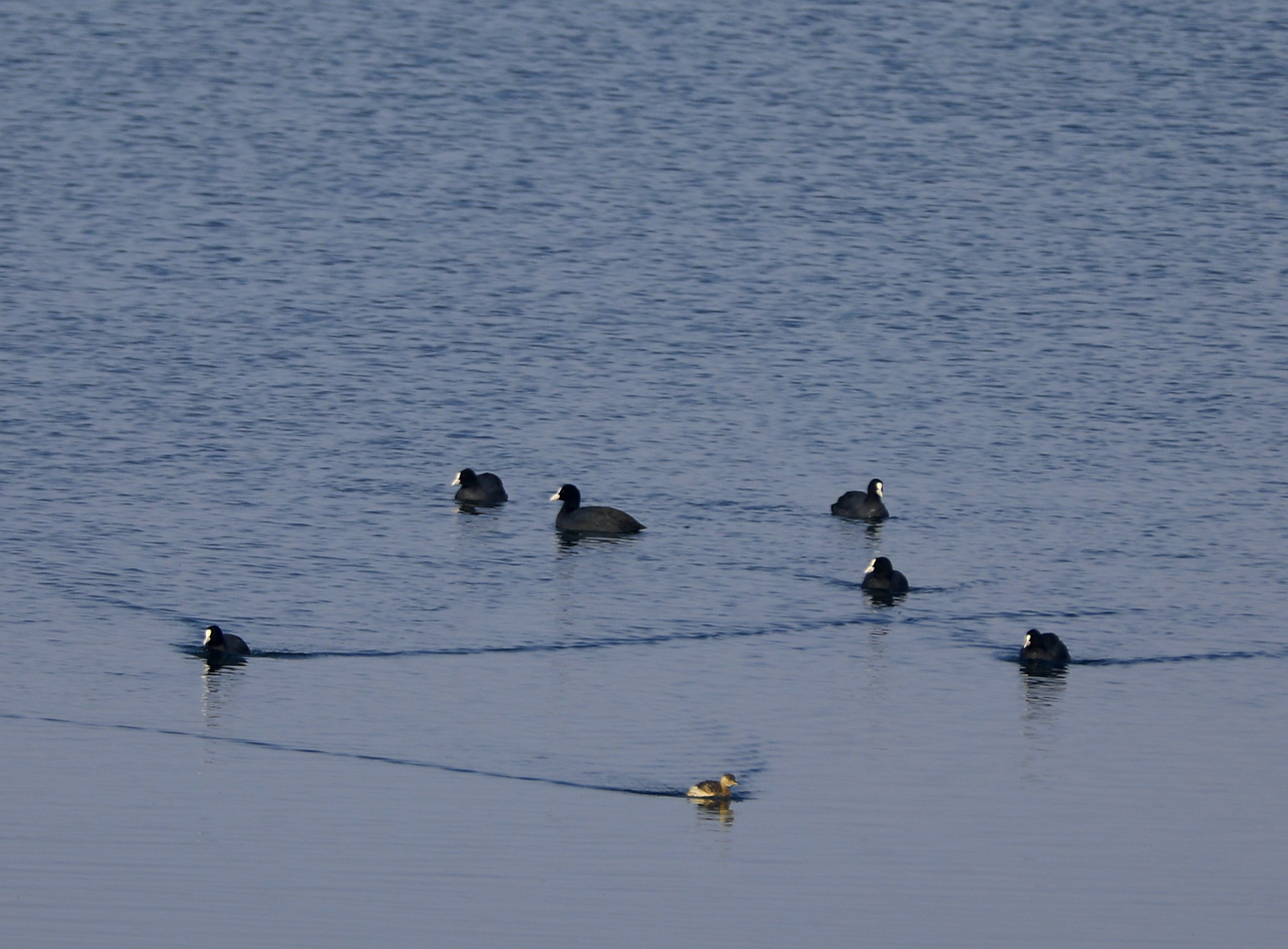宿州市仙女湖,宿州天鹅湾湖
