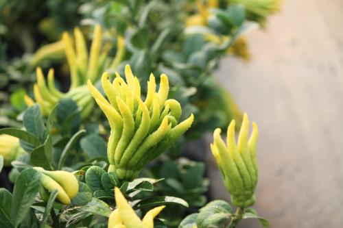 了解药材市场行情走势,药材市场行情预测最新消息