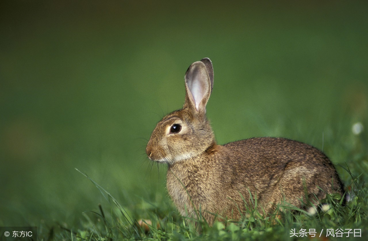 1987年属兔人2024年财运如何,1987年属兔人2024创业全年运势