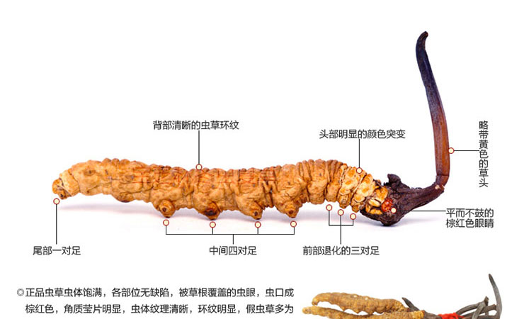 冬虫夏草功效什么中药可以代替,秋冬进补冬虫夏草