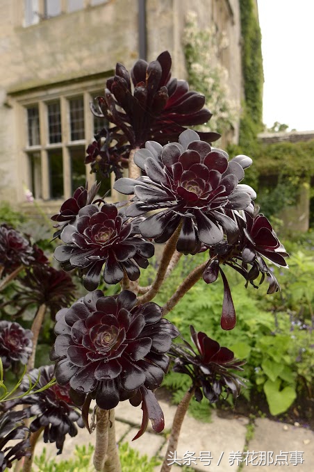 野生大型多肉植物,有野生的多肉植物