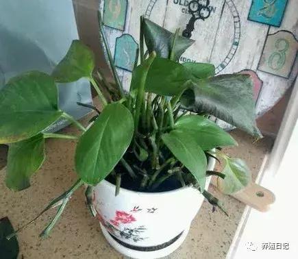 君子兰叶子冻蔫了还能救活吗,波斯菊冻蔫了怎么救活