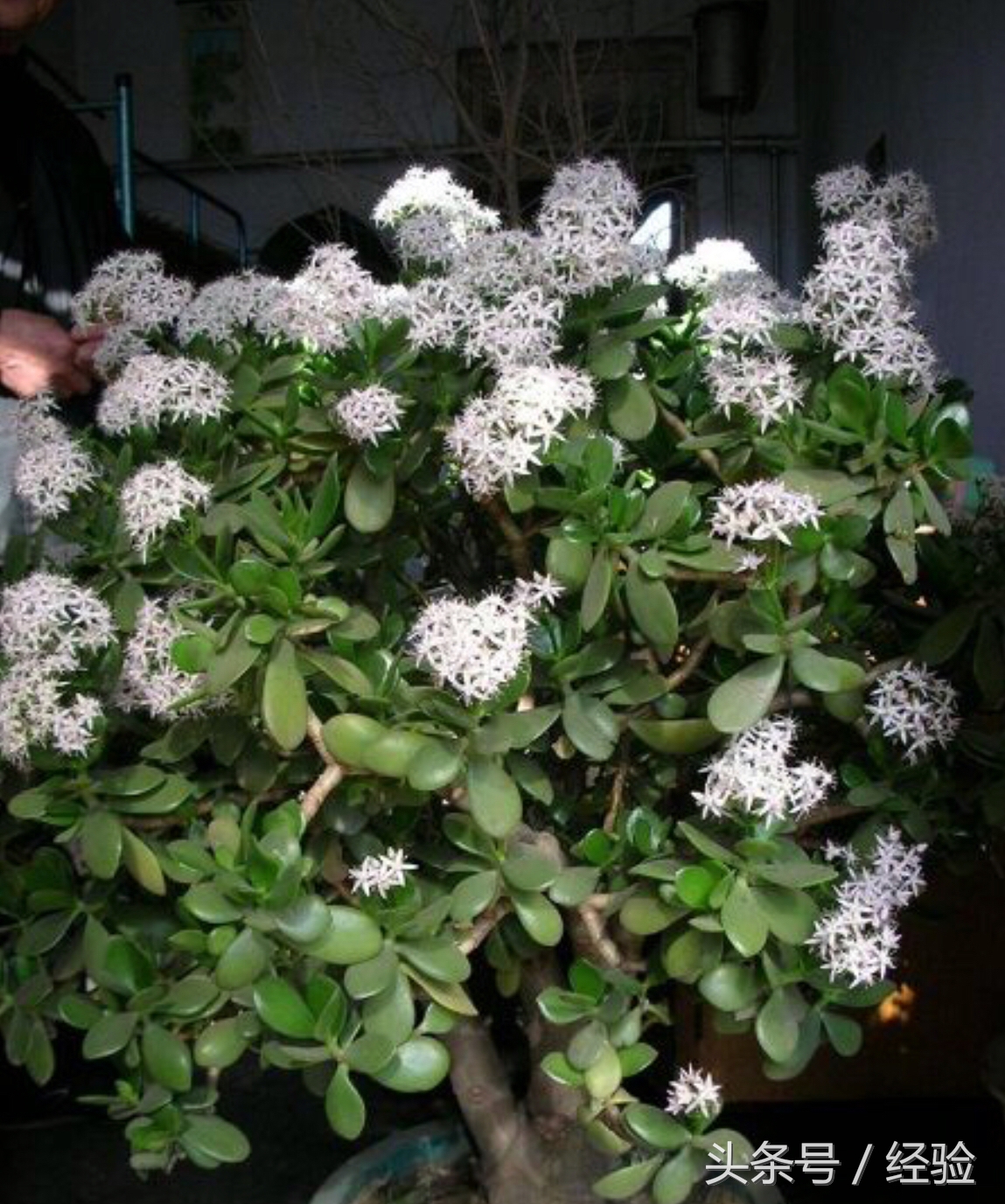 玉树搬到室外几天叶子咋变黄软了,玉树换盆后叶片变黄脱落