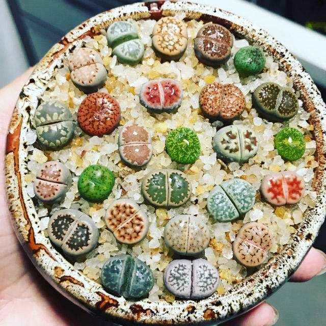 生石花表面皱了怎么办,生石花皱了怎么办呢